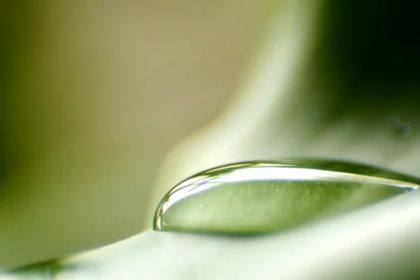 Gotas de água em folhas verdes frescas — Fotografia de Stock