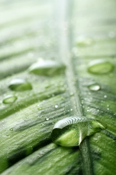 A leave with water drops — Stock Photo, Image