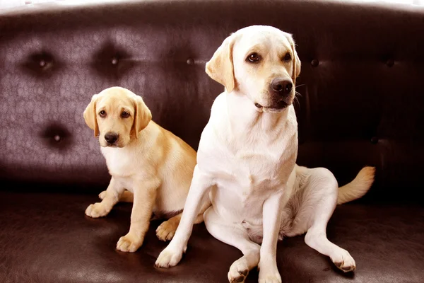 Stilig labradorer — Stockfoto