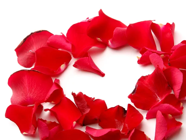 Close up of rose petals — Stock Photo, Image