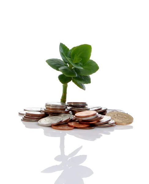 Young tree growing from pile of coins — Stock Photo, Image