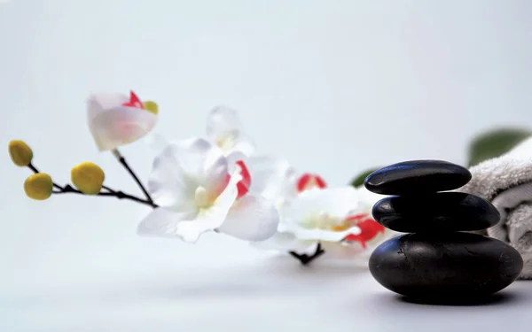 Orquídea y piedra sobre blanco . — Foto de Stock