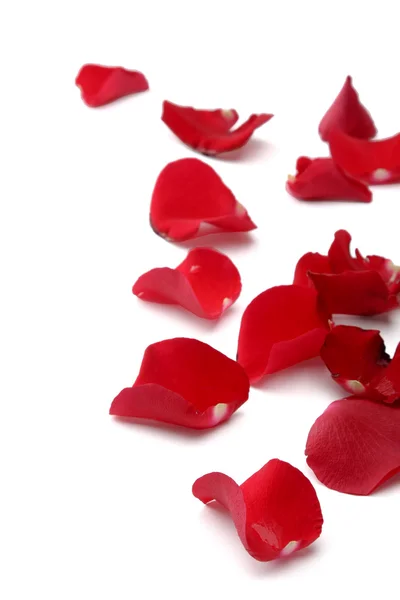 Close up of rose petals — Stock Photo, Image