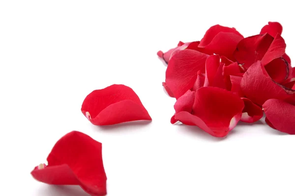 Close up of rose petals — Stock Photo, Image