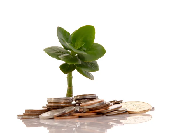 Young tree growing from pile of coins — Stock Photo, Image