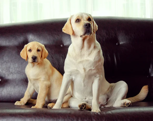 Två hundar sitter — Stockfoto