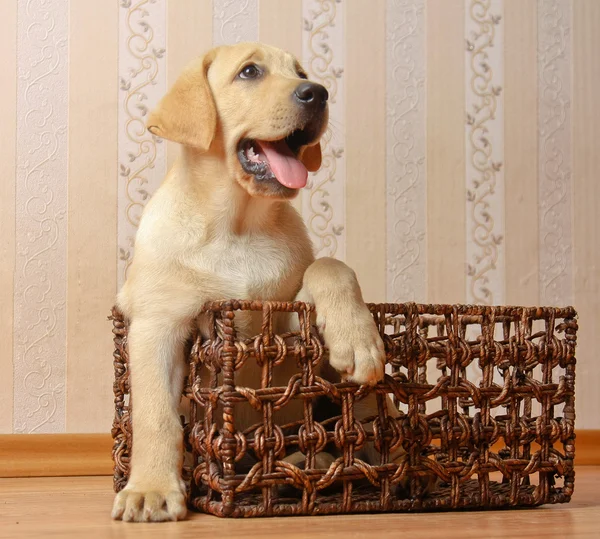 Hund sittande på golvet — Stockfoto