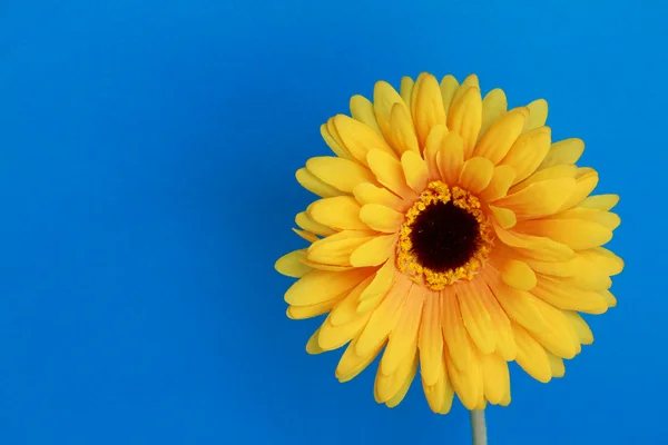 Yellow gerbera — Stock Photo, Image