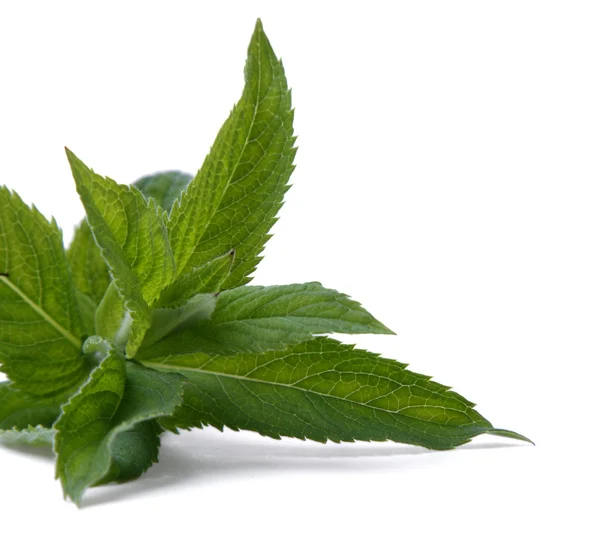 Mint, isolated — Stock Photo, Image