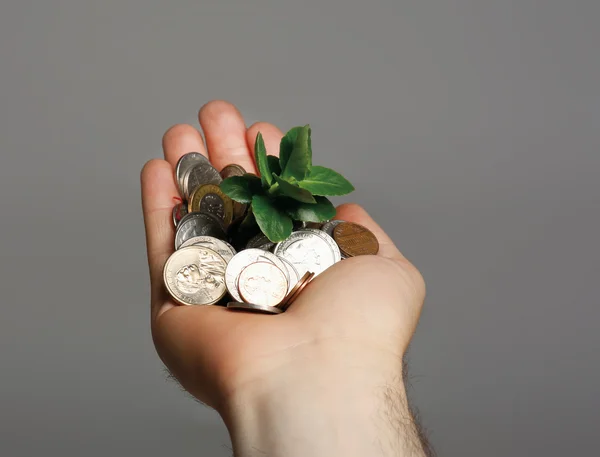 Palmas com uma fábrica que cresce da pilha de moedas — Fotografia de Stock