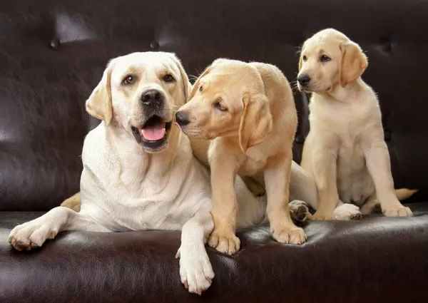 Cães de árvore sentados — Fotografia de Stock