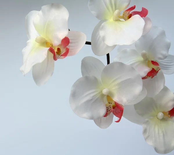 Orquídea sobre blanco . — Foto de Stock