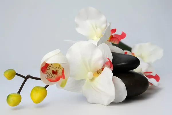 Orquídea blanca y piedras . — Foto de Stock