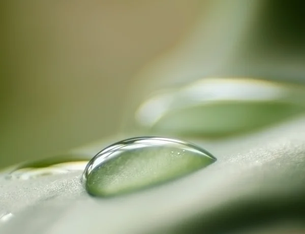 Gotas de agua en hoja verde fresca — Foto de Stock