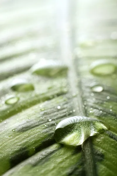Licença verde com gotas de água — Fotografia de Stock