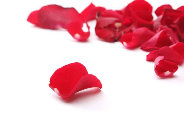 Rose petals — Stock Photo, Image