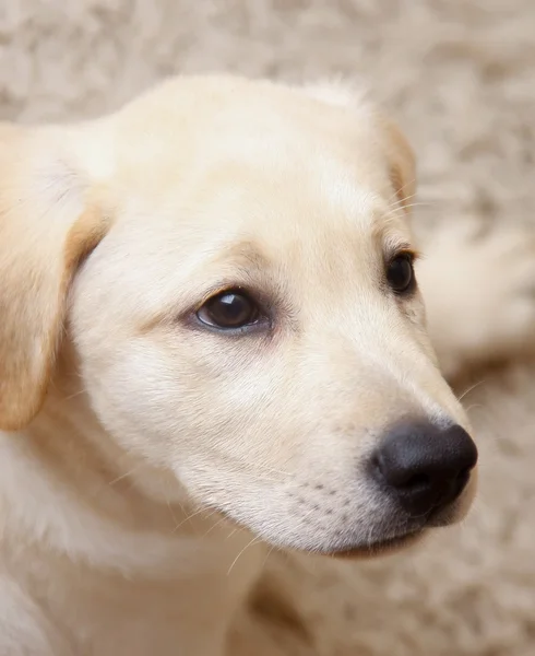 Hund liggande — Stockfoto