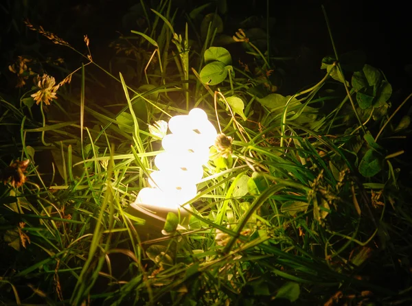 在绿草中的节能灯 — 图库照片