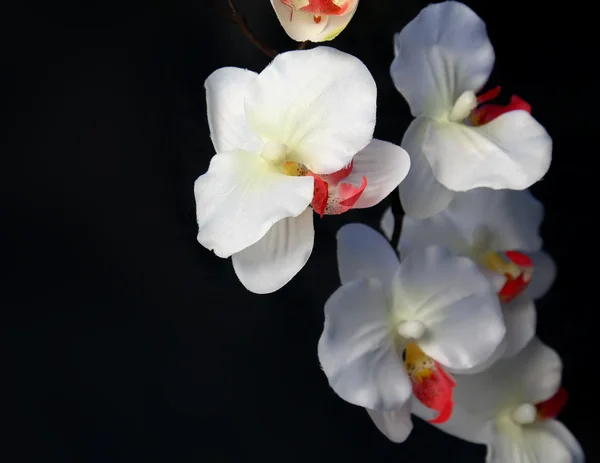 Orchid — Stock Photo, Image