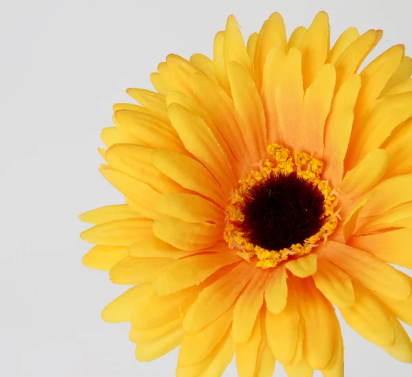 Gelbe Gerbera — Stockfoto