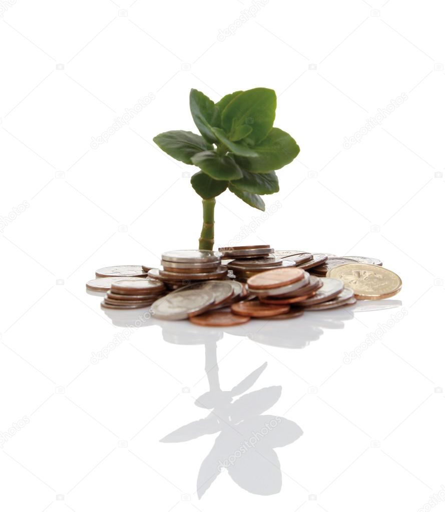 Young tree growing from pile of coins.