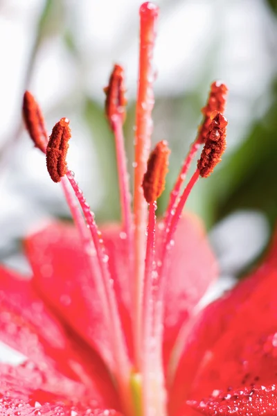 Lirio de agua rosa — Foto de Stock