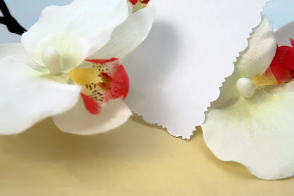 Orchids — Stock Photo, Image