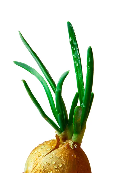Cebola verde — Fotografia de Stock