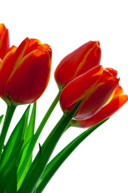 Kırmızı Sarı laleler