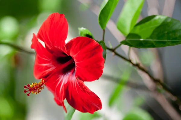 Hibiscus — Stock Photo, Image