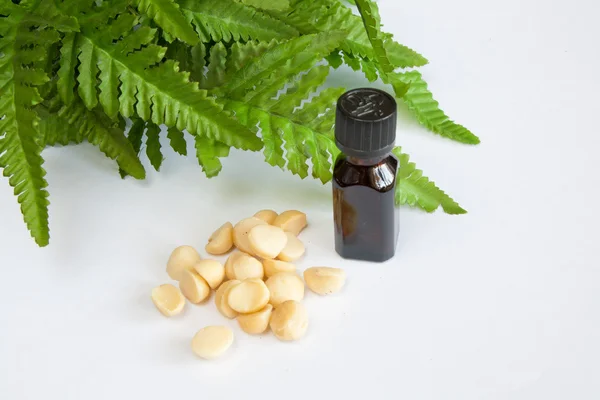 Macadamia