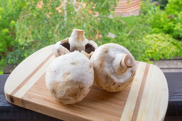 Champiñones — Foto de Stock