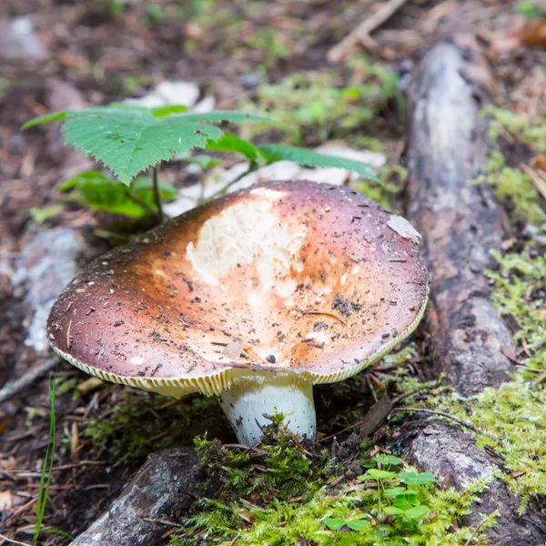 Forest mushroom — Stock Photo, Image