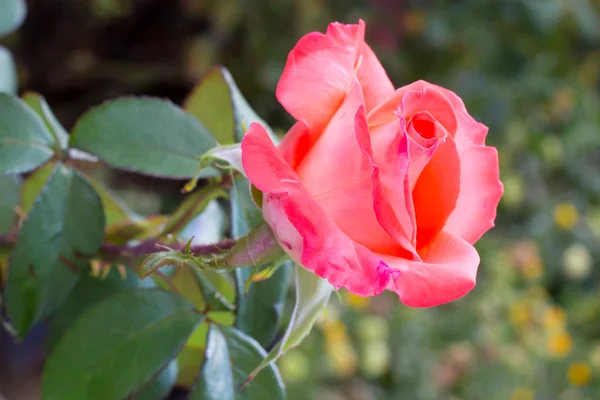 Pink rose — Stock Fotó