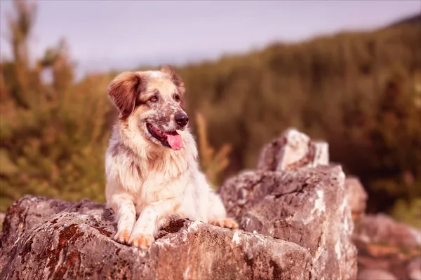 Grand chien couché sur la pierre dans la forêt — Photo