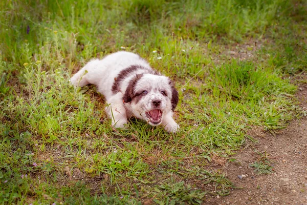 Cachorro acostado en la hierba y ladrando — Foto de Stock