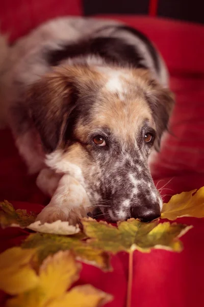 Big Dog sul divano e foglie d'autunno — Foto Stock
