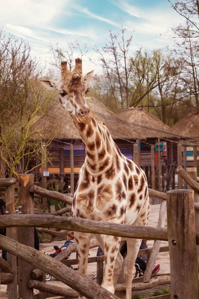 Žirafy v zoo Pairi Daiza, Belgie — Stock fotografie