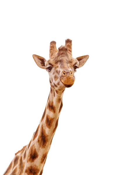 Primo piano colpo di testa di giraffa isolato su bianco — Foto Stock