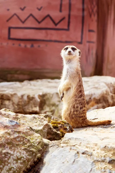 Şirin komik meerkat duran iki pençesi — Stok fotoğraf