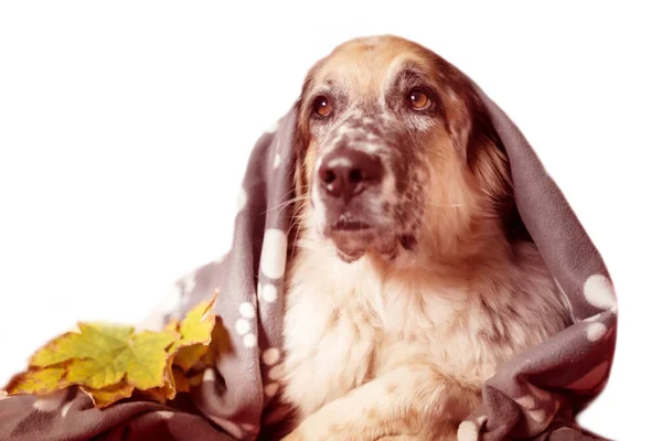 Pastor perro envuelto en manta — Foto de Stock