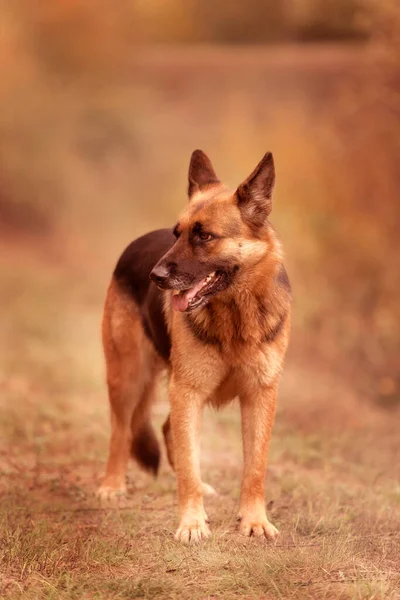 Adorable German shepherd standing in the grass — Stock Photo, Image