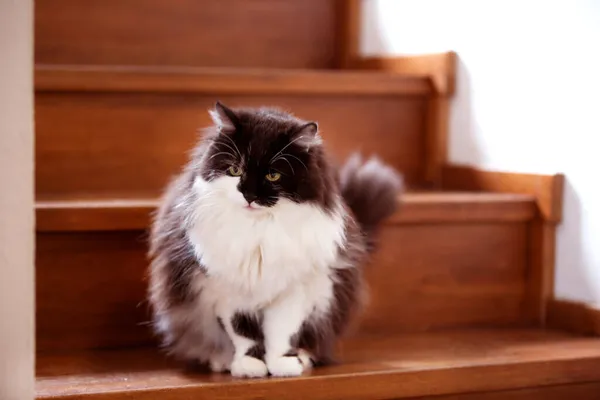 Gato fofo sentado em uma escada dentro de uma casa — Fotografia de Stock