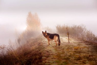 Sonbahar parkında duran sevimli Alman çoban köpeği.