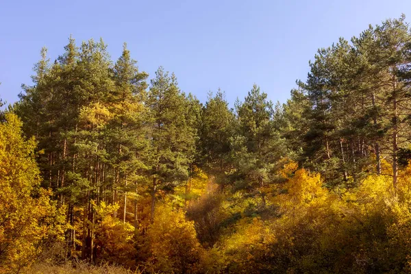 Bosque de otoño mágico dorado con árboles coloridos —  Fotos de Stock