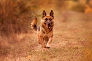 Genç Alman çoban köpeği kaçıyor.