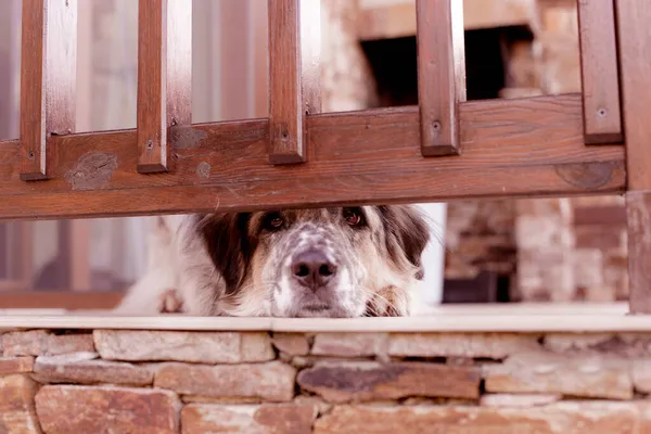 Big dog is waiting behind wooden fence — Stock Photo, Image