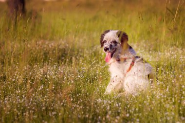 Köpek çimenlerde, oturma portre kadar kapatın