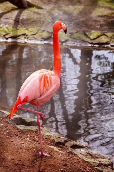 水面近くの鳥ピンクフラミンゴ — ストック写真