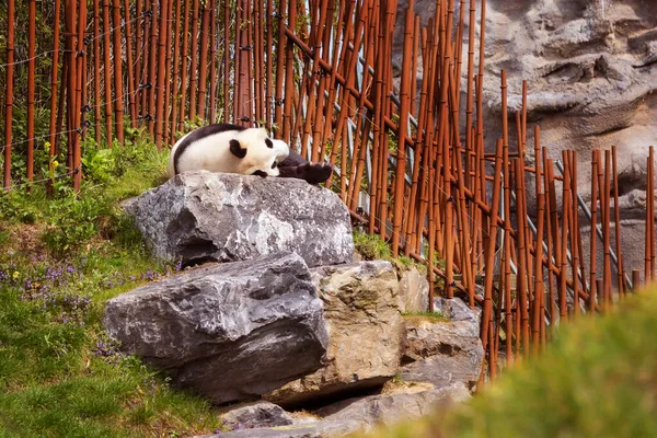 Giant Panda sleeping, lying down near bamboo fence — Stock Photo, Image